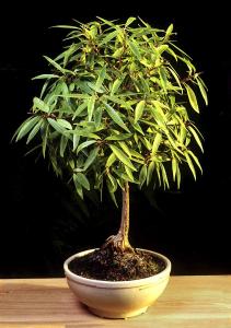 1. Ficus x neriifolia
